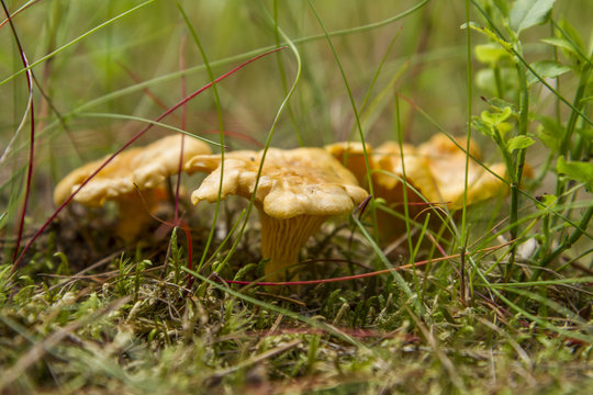 Kantareller, Cantharellus cibarius