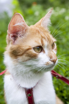 Cute white-red cat in a red collar watching for something on the trail of green grass