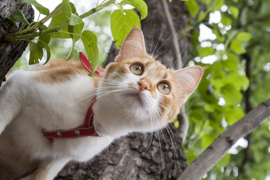 Cute white-red cat in a red collar prepares to jump from tree. Cat while hunting.