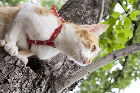 Cute white-red cat in a red collar prepares to jump from tree. Cat while hunting.