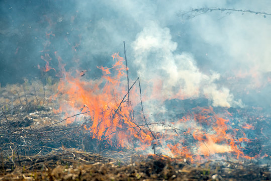 Dry grass burning in the early spring