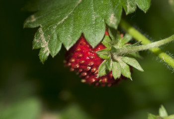 wild strawberry