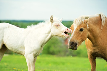 Obraz na płótnie Canvas cream pony foal in the meadow with adult pony.