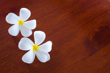 plumeria flowers on wooden table