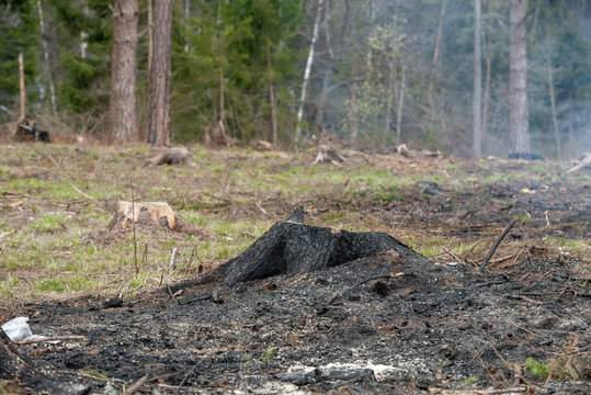 Stump and sawn wood of the burnt
