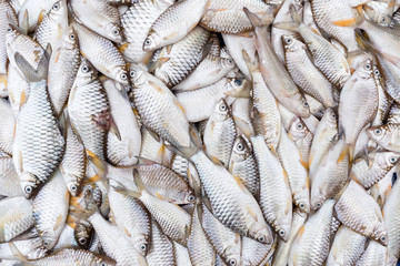 fresh fish background