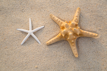 Fototapeta na wymiar Summer holiday ,starfish on the beach for your vaction 2017