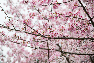 Cherry blossom, sakura flower in Japan