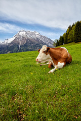 Fototapeta na wymiar Cows on alpine meadow, in the background mountains