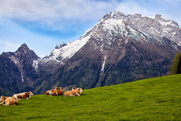 brown cows grazing on a meadow