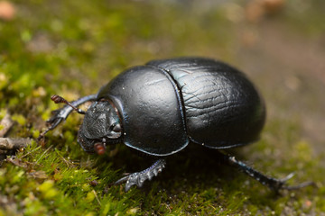 Dor beetle on ground