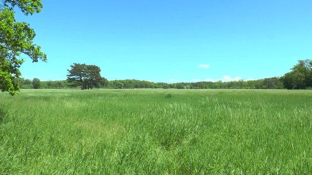 A large field in front of a forest. We see green grass, trees, blue sky with clouds