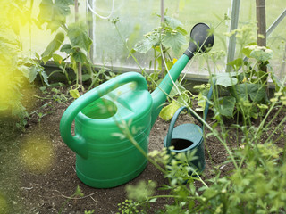 Water jugs in a greenhouse, Sweden.