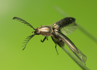 Male click beetle, Ctenicera pectinicornis on grass blade