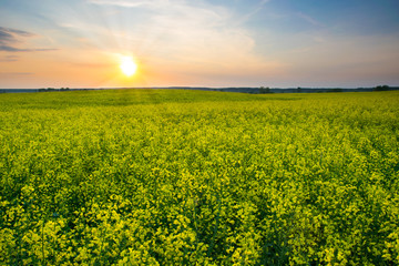 The sun is setting over a field of oilseed rape. Masuria, Poland.