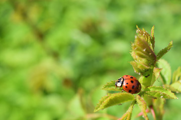 Ladybug