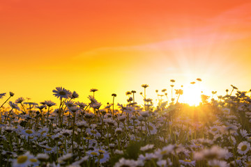 The sun is setting over a white daisies meadow. May landscape. Masuria, Poland.