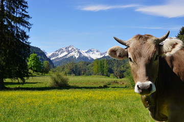 Kopf einer Kuh auf der Alpe im Gebirge