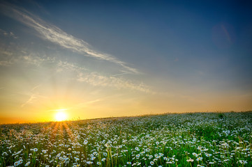 The sun is setting over a white daisies field. May landscape. Masuria, Poland.