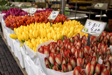 
Colorful tulips on sale in Delft flower market