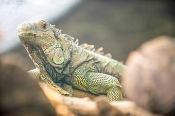 lizard on the log