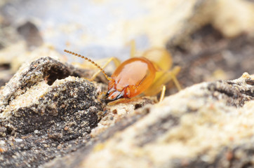 termite