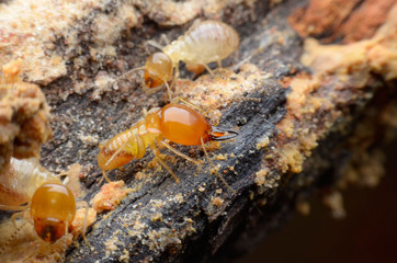 termite