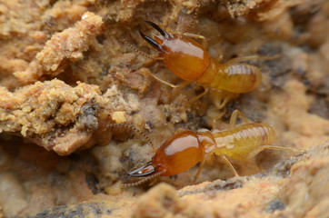 termite