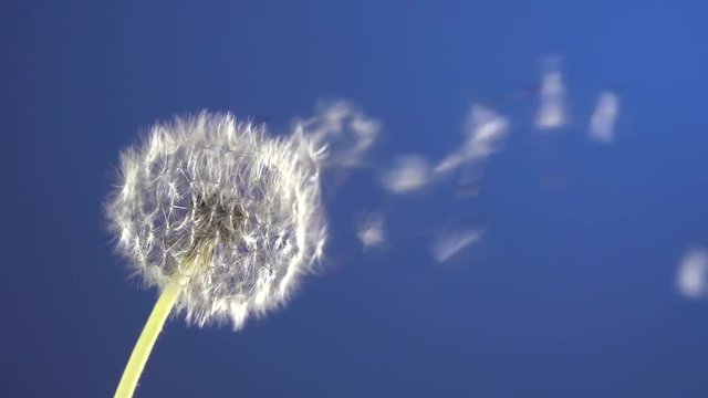 The wind blows away dandelion seeds  on blue chroma key background. Slow motion 240 fps. High speed camera shot. Full HD 1080p. Slowmo