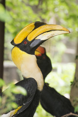 Close up Wreathed Hornbill