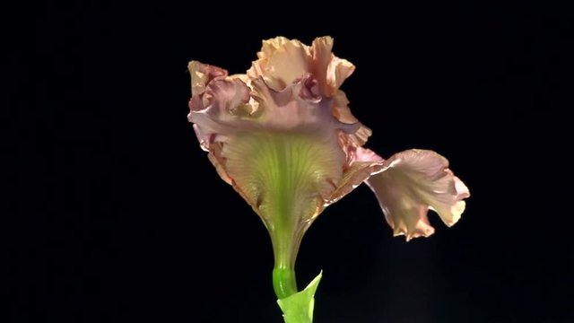 Yellow iris  blossoming time lapse on a black background. Time lapse. High speed camera shot. Full HD 1080p. Timelapse