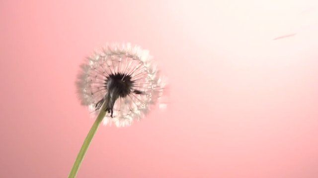 The wind blows away dandelion seeds. Slow motion 240 fps. High speed camera shot. Full HD 1080p. Slowmo 