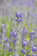 Flowers, lavender, nature, garden.