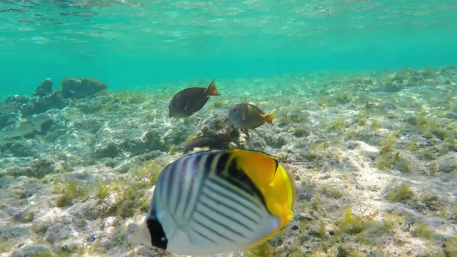 Several Threadfin Butterflyfishes (Chaetodon Auriga) and Surgeonfishes Looking For Food Between Algae and Swims by Camera Egypt Red Sea Underwater 4k Uhd Video
