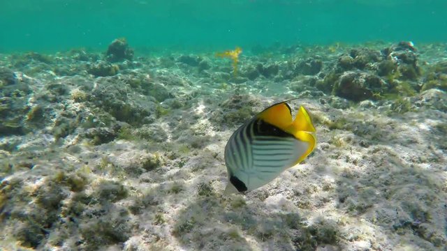 Black and White Striped Threadfin Butterflyfish With Yellow Tile Looking For Food on the Sea Floor and Floats Close Past the Camera Egypt Red Sea 4k Uhd Underwater Video