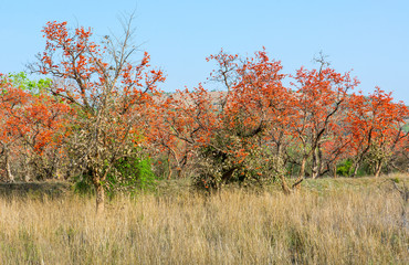 Obraz premium Blooms of Butea monosperma in Ranthambhore National Park, India 