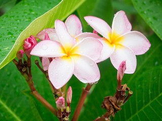 Pink Plumeria flower with rain drop on tree