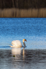 Mute swan swimming on the lake in the evening light