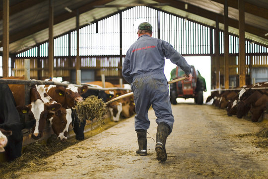 A farmer in a barn, Sweden.