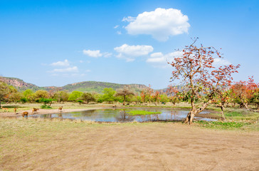Fototapeta premium pond in the midst of dried Grasssland in Ranthambhore National Park
