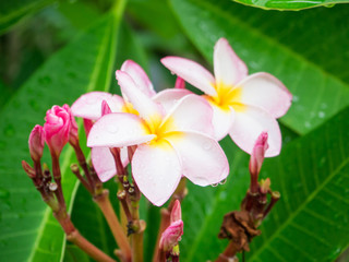 Pink Plumeria flower with rain drop on tree
