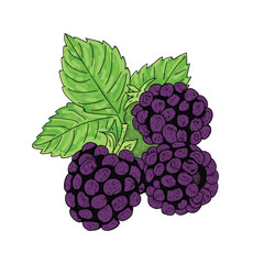 blackberry, vector illustration