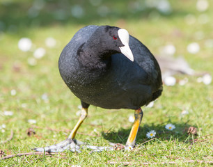 Blässhuhn (Fulica atra)