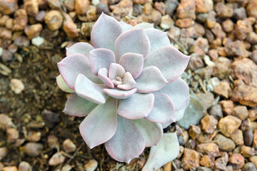 FLOWER CRASSULACEAE OR ECHEVERIA OR BLACK PRICE on rock soil