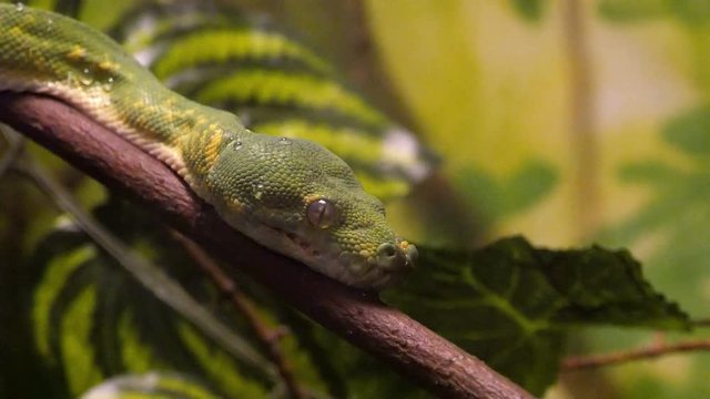 Green Tree Python Lying on a Tree Branch on a Background of Green Tropical Plants. Its Habitat is in Rainforest in Trees and Bushes in Indonesia, Papua New Guinea, Australia. 4k Uhd Video.