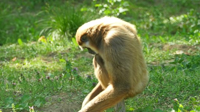 Lar Gibbon (Hylobates Lar) Gibbon Sitting on a Tree Stump and Looks For Food in the Green Grass. Lar Gibbon Propel Itself in the Forest by Clawing at Tree Branches. Habitats: Malaysia, Burma