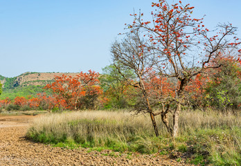 Obraz premium A portion of Forest in Ranthambhore national park, India 