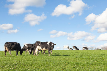 Herd of black and white Holstein dairy cows grazing in evening light on the skyline in a green pasture with fluffy white clouds in a blue sky