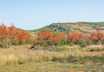 Obraz premium palash trees with red blooms in Ranthambhore national Park, Rajasthan, India