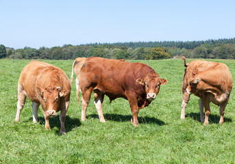 Limousin beef bull with a herd of  cows in a lush green summer pasture in French countryside